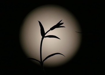 Full Hunters Moon