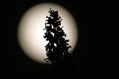 Full Hunters Moon