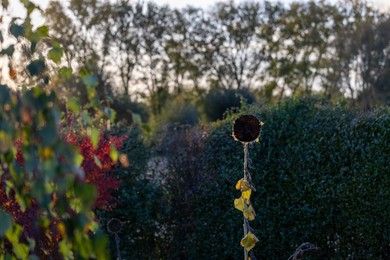 ILLUSTRATION SETTING SUN BELGIUM