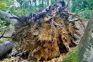 Daily life, storm damage