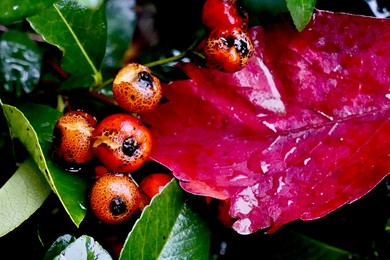 Seasonal weather, rain
