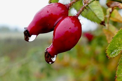 Seasonal weather, rain